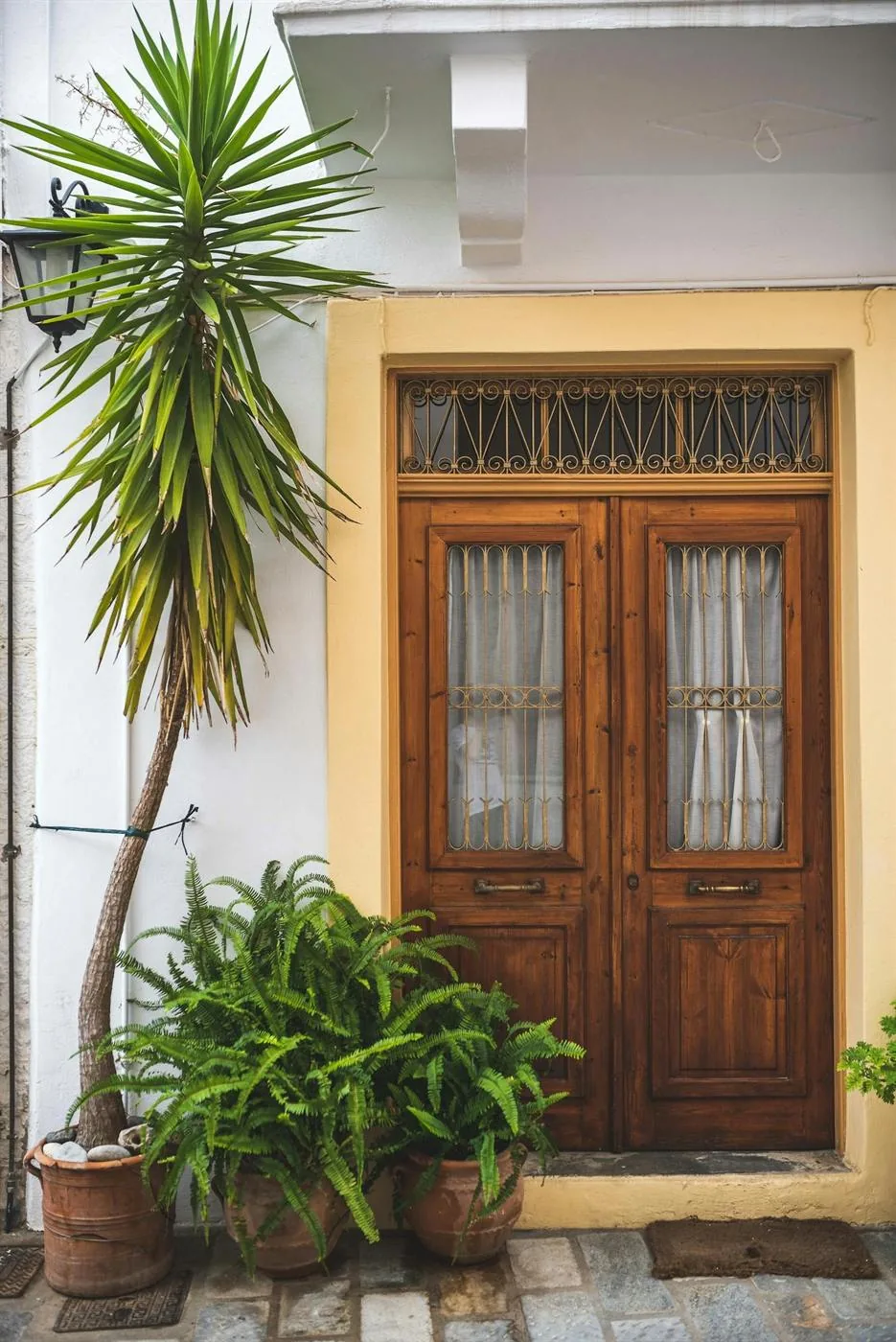 Wooden front door with a tall upright plant and lower fern clustered to one side