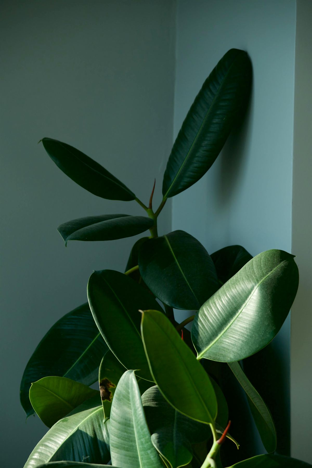 Rubber plant with glossy green leaves in soft indoor light