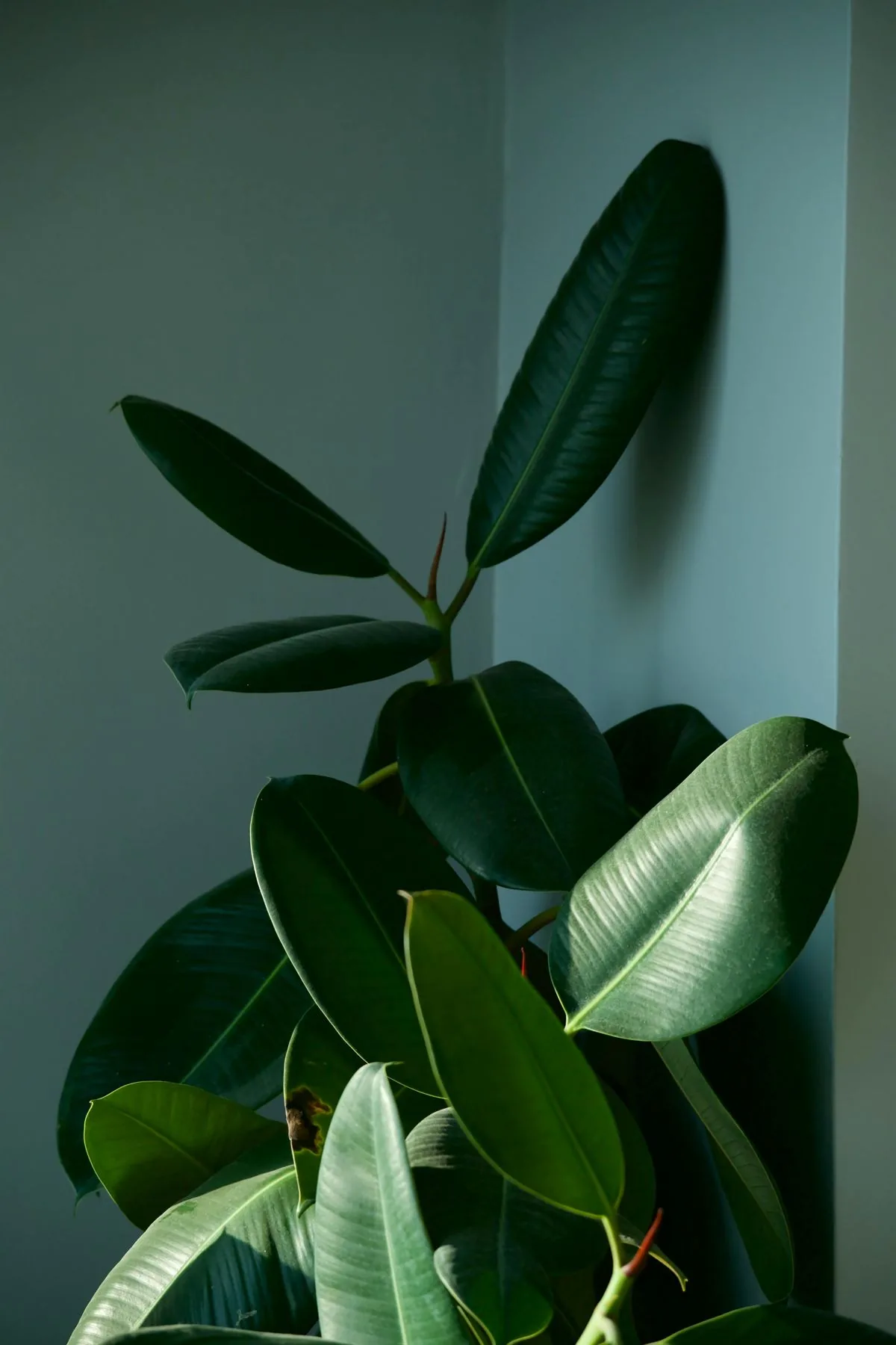 Rubber plant with glossy dark green leaves against a softly lit wall