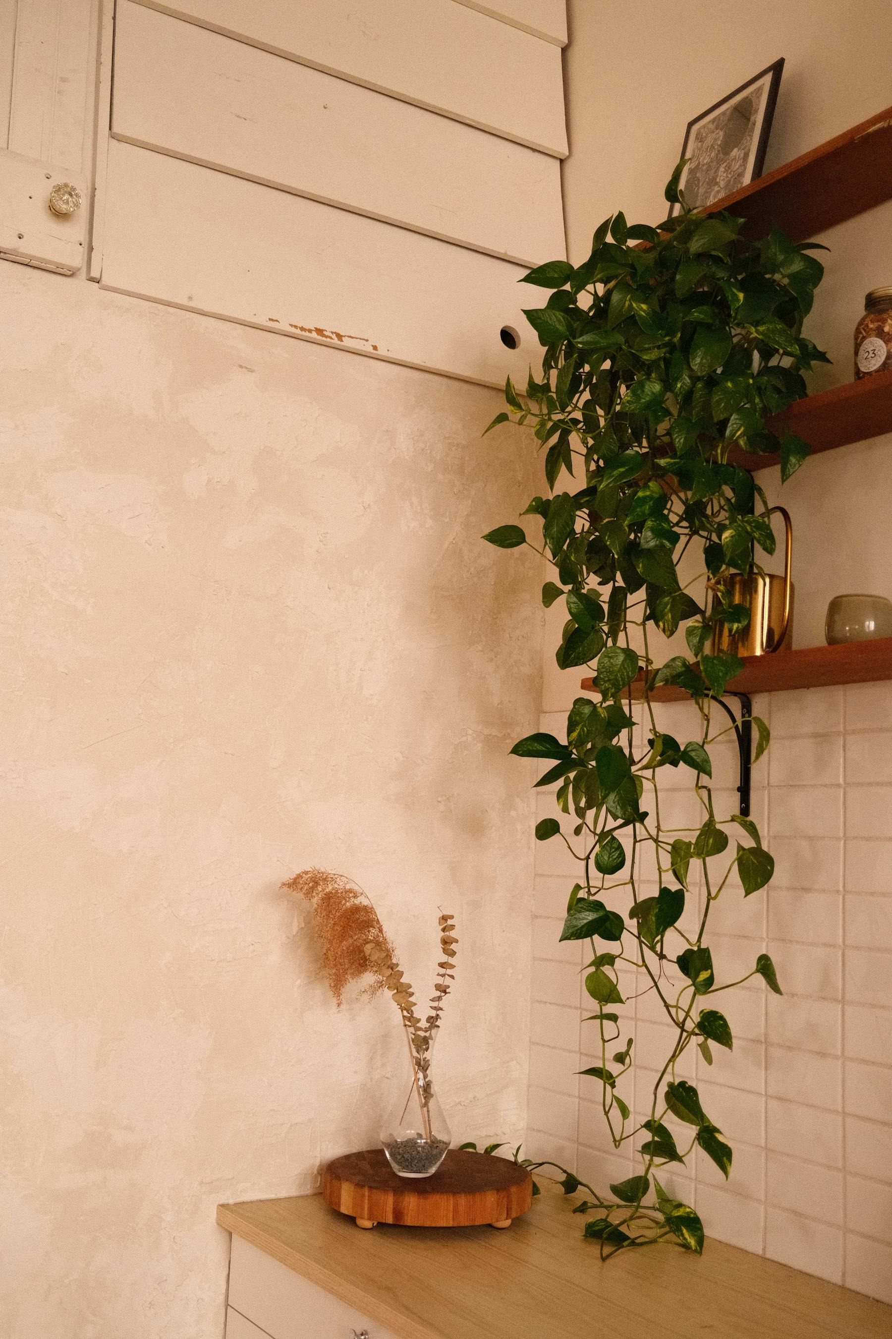 Healthy trailing plant in a warm corner with natural materials and a clean small surface