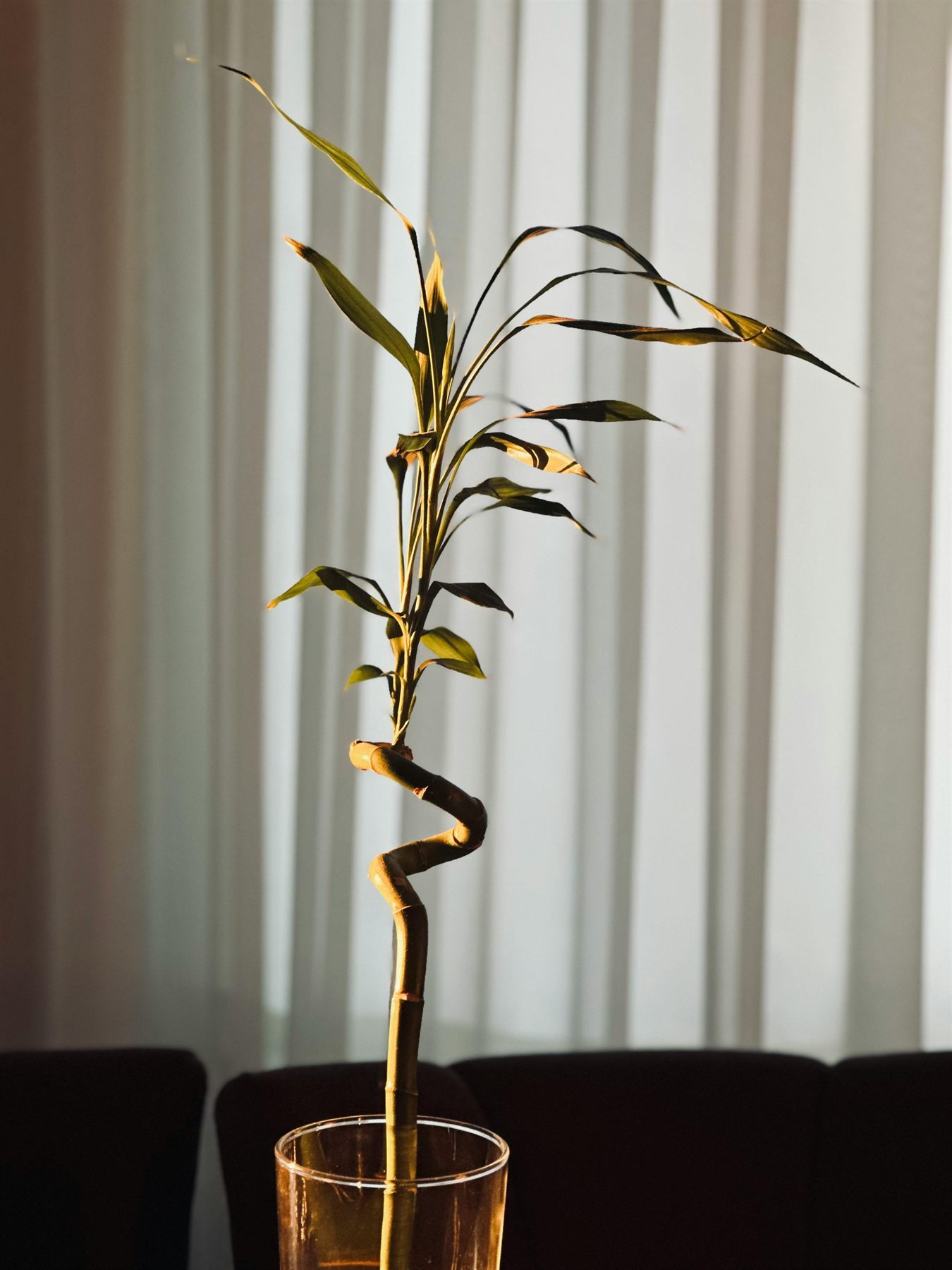 Lucky bamboo arrangement on a tidy tabletop beside a warm lamp