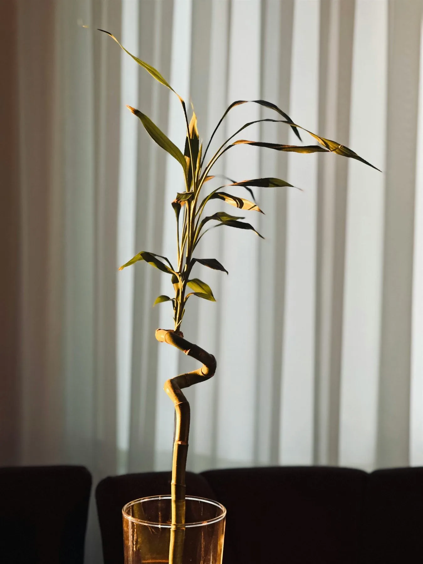 Lucky bamboo plant in a clear glass container with warm light behind it