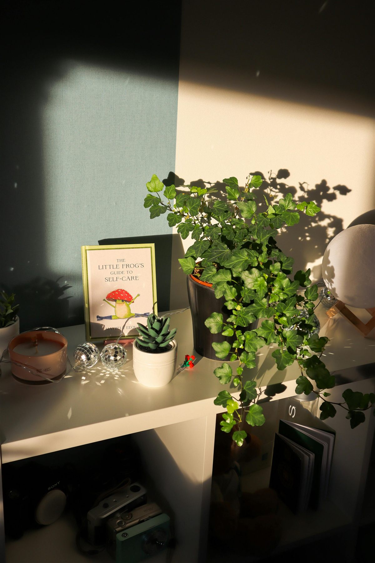 Sunlit shelf with plant and edited decorative objects